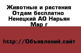 Животные и растения Отдам бесплатно. Ненецкий АО,Нарьян-Мар г.